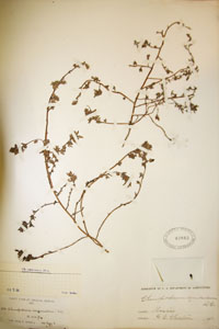 Herbarium Sheet of US 43863